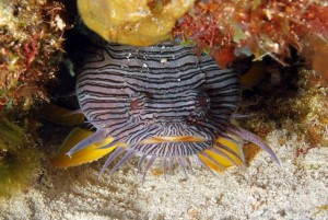 duiken mexico cozumel splendid toadfish vakantieduiker