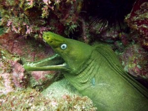 Duikvakantie Costa Rica en natuur Vakantieduiker Murene