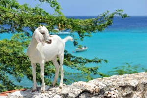 Duikvakantie Curacao Vakantieduiker c www.curacao.com Nature_Boca_Sami_goat_on_wall_sea_view_Curaçao