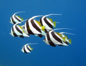 Duikvakantie Egypte vakantieduiker bannerfish
