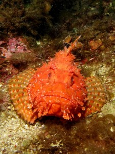 Duikvakantie Gozo Malta scorpion vakantieduiker