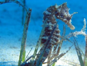 Duikvakantie Gozo Malta zeepaardje breed vakantieduiker