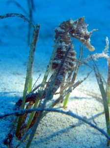 Duikvakantie Gozo Malta zeepaardje vakantieduiker