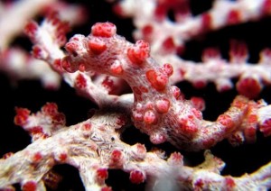 Duikvakantie Indonesie Manado Thalassa vakantieduiker Pygmee seahorse