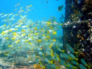 Duikvakantie Kaapverdie schoolvis geel vakantieduiker