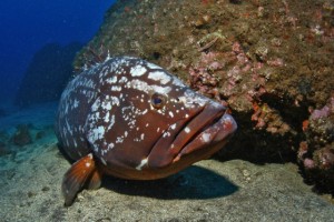 Duikvakantie Madeira vakantieduiker baars