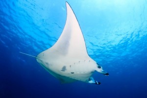 Duikvakantie Manta ray vakantieduiker Whitcombe c