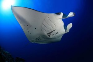 Duikvakantie Bali Tulamben Manta vakantieduiker