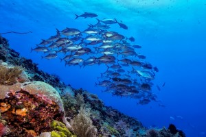 Indonesien, Indonesia, Jewels of Indonesia, Travel , Reise