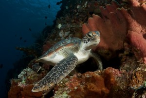 Duikvakantie Murex Manado Bunaken schildpad 2 vakantieduiker