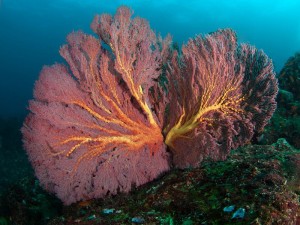 Duikvakantie Pulau Weh Fan Coral vakantieduiker