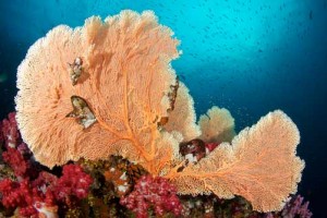 Duikvakantie Thailand Similan eilanden en richelieu-rock-39 vakantieduiker