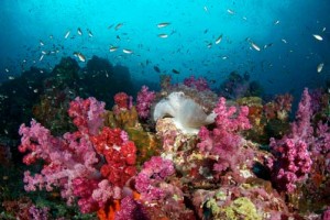 Duikvakantie Thailand Similan eilanden en richelieu-rock-78 vakantieduiker