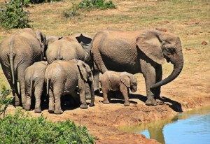 Duikvakantie Vakantieduiker en safari Groep olifanten Kruger NP