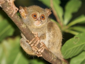 Duikvakantie indonesie Manado vakantieduiker Tarsius_1