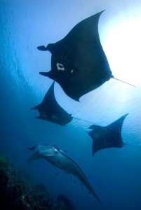 Manta Ray Duikvakantie Raja Ampat Indonesie Vakantieduiker