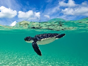baby turtle swimming duikvakantie wakatobi indonesie vakantieduiker