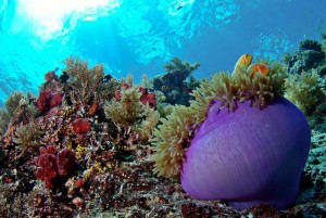 duikvakantie Palau Micronesie anemoon dropboff vakantieduiker