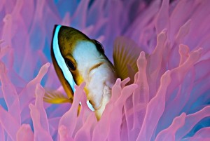 duikvakantie Palau Micronesië roze anemoon vakantieduiker