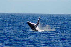 duikvakantie australie bultrug walvis vakantieduiker