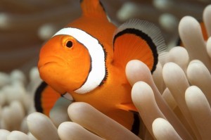 duikvakantie australie clownfish vakantieduiker
