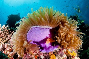 duikvakantie australie deep sea divers den paars anemoon vakantieduiker