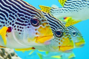 duikvakantie australie sweetlips closeup vakantieduiker