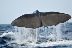 duikvakantie azoren walvis staart vakantieduiker