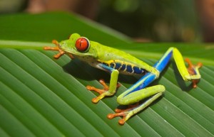 duikvakantie belize vakantieduiker boomkikker