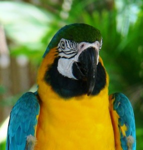 duikvakantie belize vakantieduiker papegaai