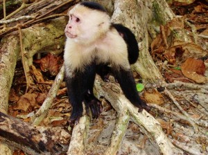 duikvakantie costa rica vakantieduiker monkey