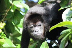 duikvakantie costa rica vakantieduiker monkey1