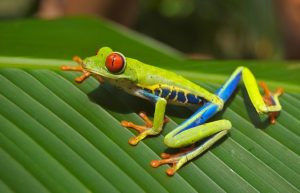 Tree Frog duikvakantie Costa Rica