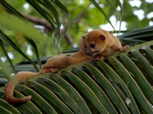 duikvakantie jungle belize exsus vakantieduiker 2