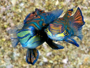 mandarin fish duikvakantie wakatobi indonesie vakantieduiker