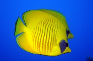 masked butterflyfish Duikvakantie Marsa Shagra vakantieduiker