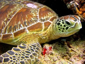 schildpad duikvakantie vakantieduiker