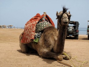 Duikvakantie Egypte Dahab Vakantieduiker camel