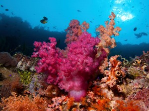 wakatobi reef duikvakantie wakatobi indonesie vakantieduiker