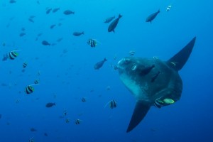 duikvakantie bali mola mola Peter Nemeth vakantieduiker