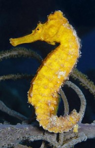 Groepsreis Duikvakantie Bonaire Wannadive vakantieduiker Seahorse da-yellow