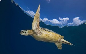 Groepsreis Duikvakantie Bonaire Vakantieduiker Schildpad Groepsreis Duikvakantie Bonaire Vakantieduiker Turtle BigGreen at Srb 2