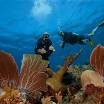 Duikvakantie Bonaire Fun - Vakantieduiker