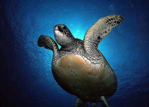 Duikvakantie Indonesie Manado Thalassa vakantieduiker schildpad