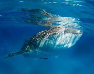 Duikvakantie Walvishaai Oslob vakantieduiker whitcombe 2