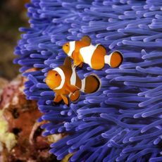 Groepsreis Duikvakantie Thailand combi Khao Lak, Liveaboard en Phuket