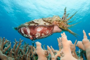 duikvakantie australie cuttlefish vakantieduiker
