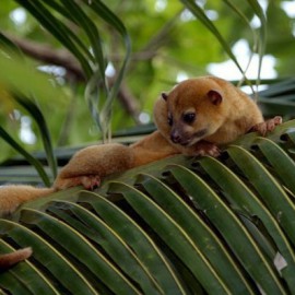 Duikvakantie Belize en Rondreis Natuur Cultuur en Duiken