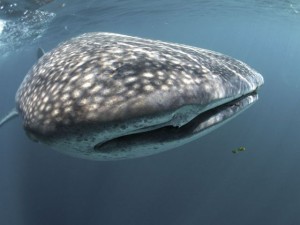 duikvakantie malediven whale_shark vakantieduiker