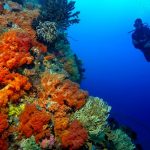 Groepsreis duikvakantie Manado Indonesië Bunaken en Bangka